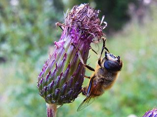 Eristalis tenax