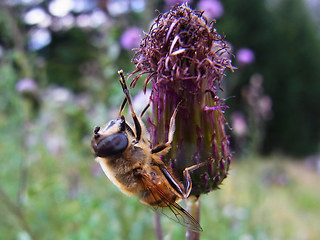 Eristalis tenax