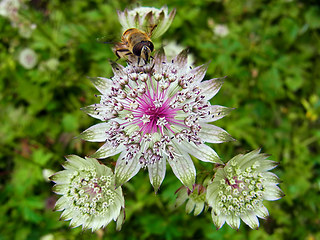 Eristalis tenax