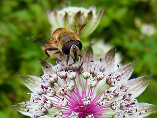 Eristalis tenax