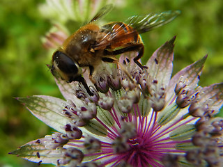 Eristalis tenax