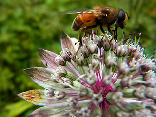 Eristalis tenax