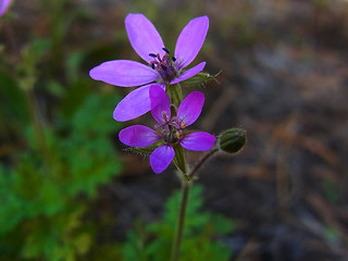 Erodium cicutarium