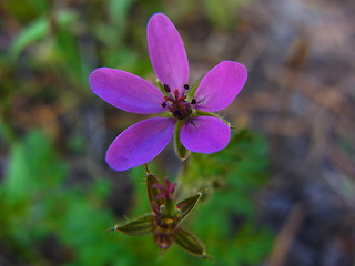 Erodium cicutarium