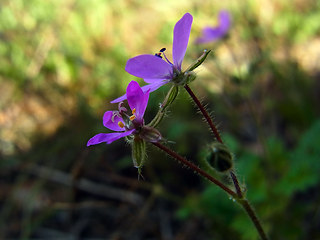 Erodium cicutarium