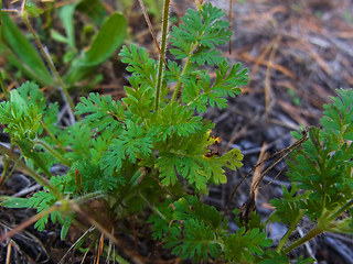 Erodium cicutarium