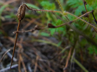 Erodium cicutarium