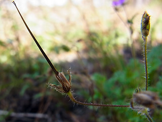 Erodium cicutarium