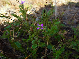 Erodium cicutarium