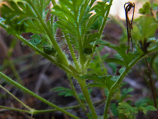 Erodium cicutarium