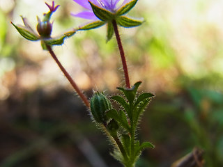 Erodium cicutarium