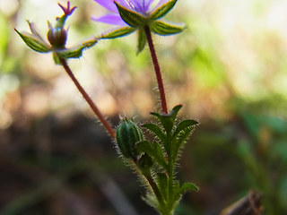 Erodium cicutarium