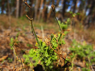 Erodium cicutarium