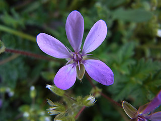 Erodium cicutarium