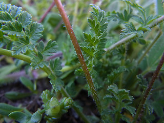 Erodium cicutarium