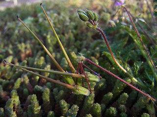 Erodium cicutarium