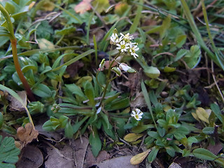 Erophila verna