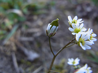Erophila verna