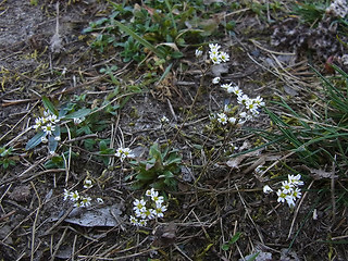 Erophila verna