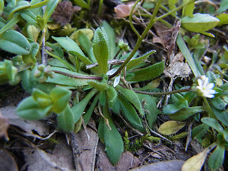 Erophila verna