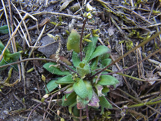 Erophila verna