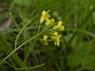 Erysimum cheiranthoides