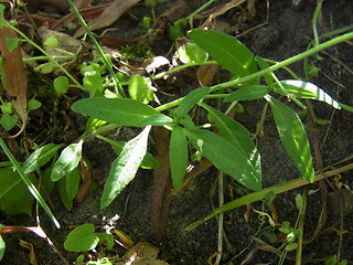 Erysimum cheiranthoides