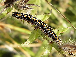 Ethmia bipunctella