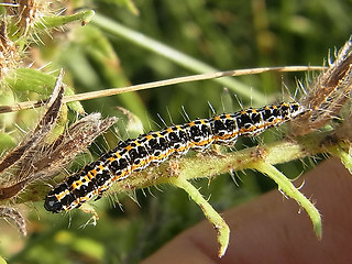 Ethmia bipunctella