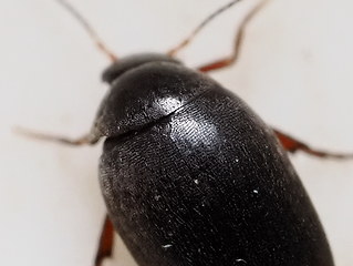 Eucinetus haemorrhoidalis