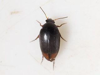 Eucinetus haemorrhoidalis