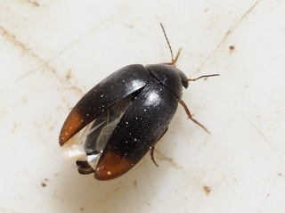 Eucinetus haemorrhoidalis