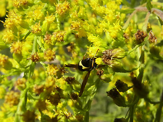 Eumenes coronatus