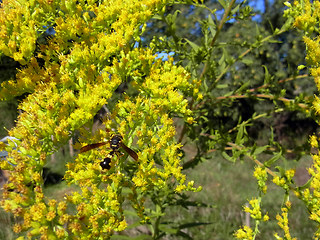 Eumenes coronatus