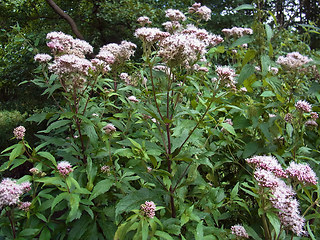 Eupatorium cannabinum