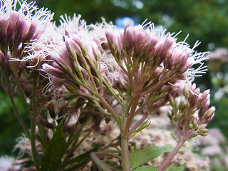 Eupatorium cannabinum