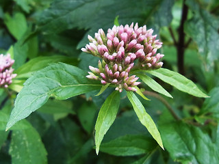 Eupatorium cannabinum