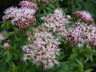 Eupatorium cannabinum