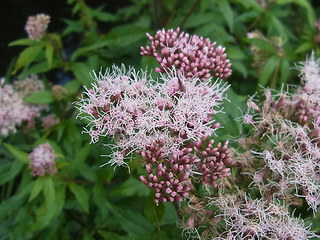 Eupatorium cannabinum