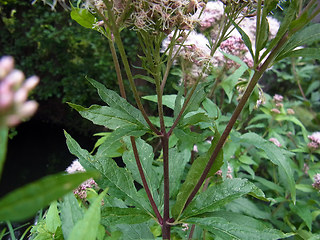 Eupatorium cannabinum