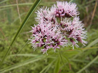 Eupatorium cannabinum