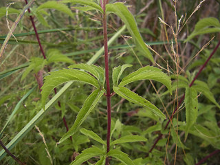 Eupatorium cannabinum