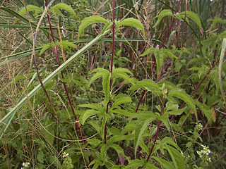 Eupatorium cannabinum