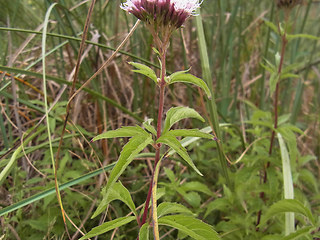 Eupatorium cannabinum