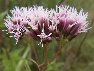 Eupatorium cannabinum