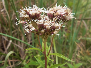 Eupatorium cannabinum