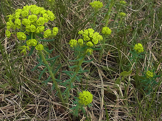 Euphorbia cyparissias