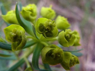 Euphorbia cyparissias