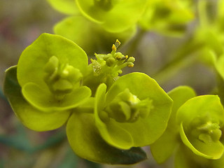 Euphorbia cyparissias