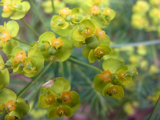 Euphorbia cyparissias